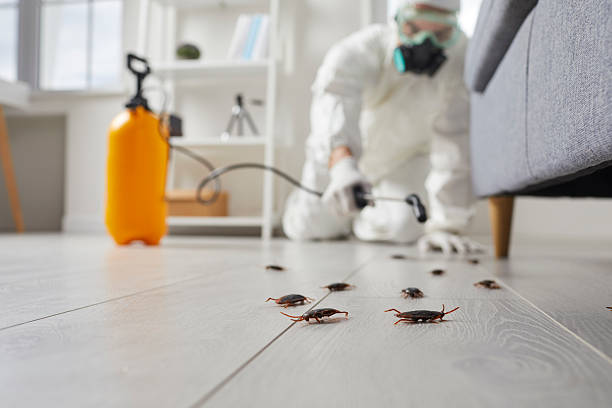 Commercial Kitchen Cockroach Control in Coloma